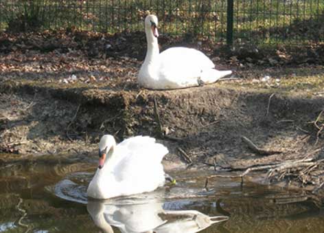 Les cygnes